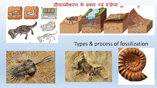 जीवाश्मीकरण के प्रकार एवं प्रक्रिया Types amp process of fossilization [upl. by Oirasan740]