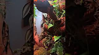 🦎Phelsuma grandis escaped and attacks 😱😱😱 Day gecko 🦎 [upl. by Marino]