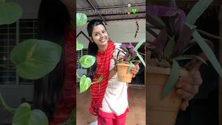 Plants vaikalama🪴 Indoor plants plants indoorplants tamil tamilsong shortstamil shortvideo [upl. by Alien]