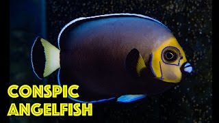 Rare Conspicuous Angelfish [upl. by Euqimod]