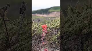 A lone Castilleja sways gently in the wind naturelovers nature wildflowers [upl. by Laertnom]