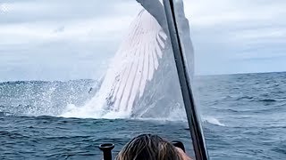 Giant Whale Jumps Out Of Nowhere  Incredibly Close Whale Encounters [upl. by Harbison274]