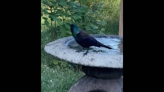 Common Grackle [upl. by Jarrett]