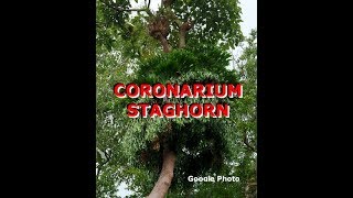 Plarycerium Coronarium Staghorn [upl. by Ozneral]