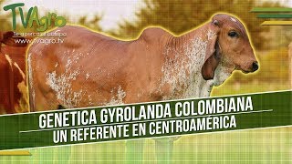 Genetica Gyrolanda Colombiana Un Referente en Centroamérica  TvAgro por Juan Gonzalo Angel [upl. by Nyla546]