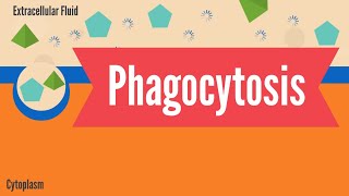 Phagocytosis [upl. by Derf671]