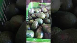 Nacida en Uruapan 🥰michoacán aguacates fypyoutube fypシ゚ uruapan [upl. by Rovelli]