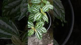 Pilea cadierei plant shortvideo shorts ytshorts [upl. by Londoner]