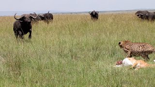 Unlucky cheetah barely gets to eat has to deal with buffalos and hyenas [upl. by Suolhcin]