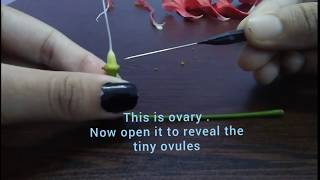 Dissection of HIBISCUS China Rose for class 11th and 12th using Needle and forcep only [upl. by Dilly]