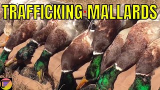 Duck Hunting Full LIMITS Kansas SE Zone Opener MALLARDS amp Gaddys [upl. by Eliak]