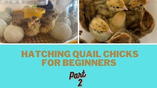 Hatching Quail Chicks for Beginners Part 2  Lockdown Brooder SetUp and Hatching [upl. by Kallista]