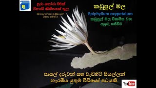 කඩුපුල් මලක් පිපෙන අයුරු සහ එහි වට්නාකම සවිස්තරාත්මකව Kadupul flower blooms and its value [upl. by Anissa855]