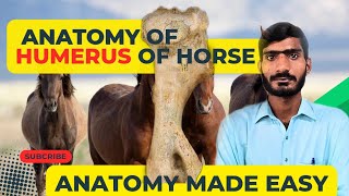 Description of boneAnatomy of HumerusVeterinary Anatomy in HindiUrdu [upl. by Florida]