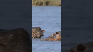 Survival of the Hippos in water is tragic 😱😱 wildwildlife trending hippo [upl. by Kilbride]