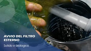 Acquaponica FITOPLANCTON e FILTRO ESTERNO separatore [upl. by Arretak]