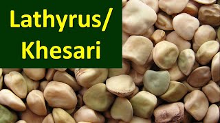 How to produce Lathyrus or Khesari Lathyrus sativus [upl. by Astra999]