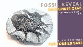 Fossil PREP and REVEAL [upl. by Hsirrehc]