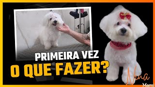 Primeira Tosa de Bichon Maltês Como Evitar Traumas no Banho e Tosa [upl. by Sane]