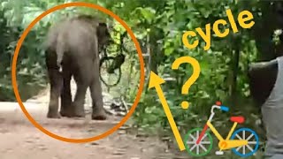 worlds most beloved elephant tusks  elephant attacking cycle [upl. by Aluap]