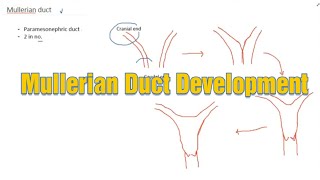 Mullerian Duct Development II by Dr Kalyan II Doctors Talk II by Aashka Media [upl. by Eicnarf]