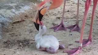 Caribbean flamingos feeding chick [upl. by Htiaf148]