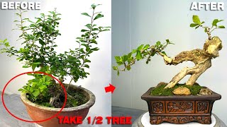 Cut a bonsai in half use the remaining part to make a monster shaped tree [upl. by Gnilrits80]