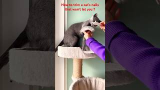 How to trim a cats nails that wont let you [upl. by Ellecram]