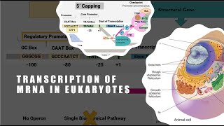 Transcription factor regulatory activity in single cell transcriptomics [upl. by Nnalorac]