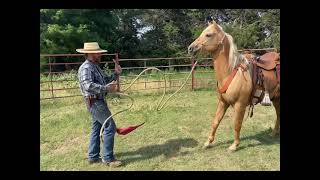 Preparation Leading horse for mountain trail [upl. by Hinch673]