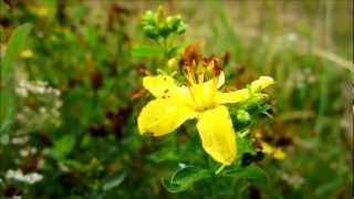 Imperforate St Johnswort Hypericum Maculatum Crantz  20120814 [upl. by Winfrid]