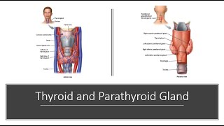 Thyroid and Parathyroid [upl. by Ahsinrad597]