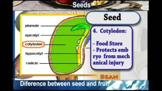 SEEDS Difference between SEEDS and FRUITS [upl. by Genaro]