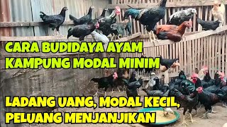 CARA BUDIDAYA AYAM KAMPUNG MODAL MINIM LADANG UANG TERNAK AYAM KAMPUNG PELUANG MENJANJIKAN [upl. by Ahsienahs]