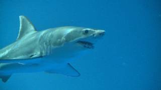 Great White Shark on Exhibit September 2011 [upl. by Pansir502]