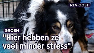 Dit is een speciale opvang voor oude en kwetsbare honden  Oost [upl. by Ahsemik]