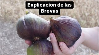 Explicacion de las Brevas [upl. by Lenna]