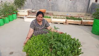 terrace garden for vegetables घर की छत पर सब्जियां उगाए rainaterracegarden [upl. by Annaya]