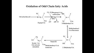 The fate of Propionyl CoA resulting from Oxidation of Odd chain Fatty acids [upl. by Terrie]