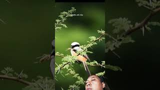 Long tailed shrike birds nature wildlife [upl. by Hickie]