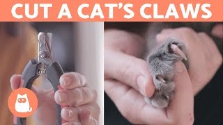 How to Cut a Cats Nails 🐱 STEPBYSTEP Guide [upl. by Aisiram]