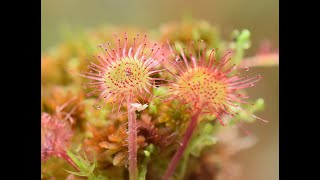 20 Drosera  Homeopathic Remedy [upl. by Letsyrk]