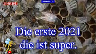 Imkerei und Bienen 2021 Was taugt die erste Weisel 2021 [upl. by Ahsemrak]