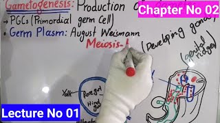 GametogenesisIntroduction In Urdu Hindi  BS Zoology  Lecture No 01  Developmental Biology [upl. by Eetnahs]