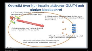 Fråga kemiläraren  Hur kan insulin aktivera GLUT4 och sänka blodsockret [upl. by Shirlene]