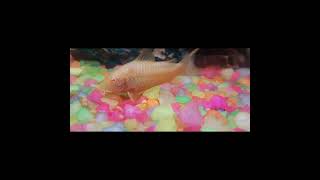 Albino Aeneus Cory Catfish  Corydoras  Freshwater Catfish 🐟 [upl. by Normalie43]