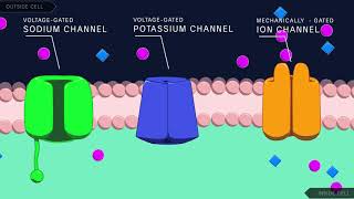 Action Potential in the Neuron [upl. by Yadrahc]