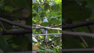 Fly bye birdringneckparrot birds birdslover likeandsubscribe [upl. by Kaufman607]