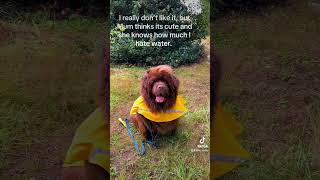 Rootie reporting on the Oregon rain akc rootie dogtraining domorewithyourdog cutedog [upl. by Nell]