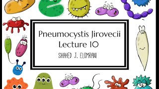 11 Pneumocystis Jirovecii [upl. by Rednijar810]